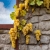 Winorośl, winogron żółty, słodki  PRIM  art. nr 261